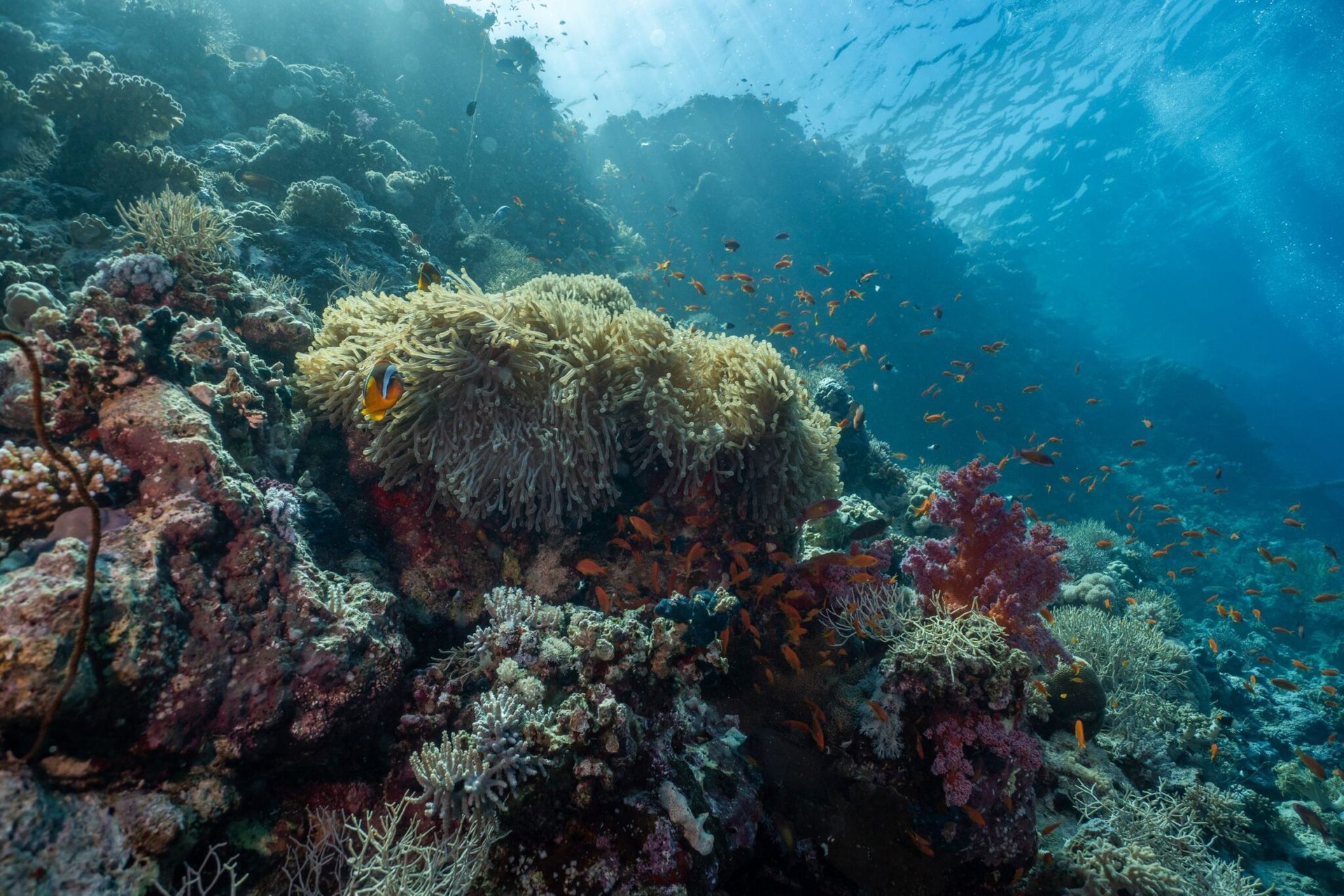 Explore the rich and vibrant life of an underwater coral reef teeming with diverse marine species.