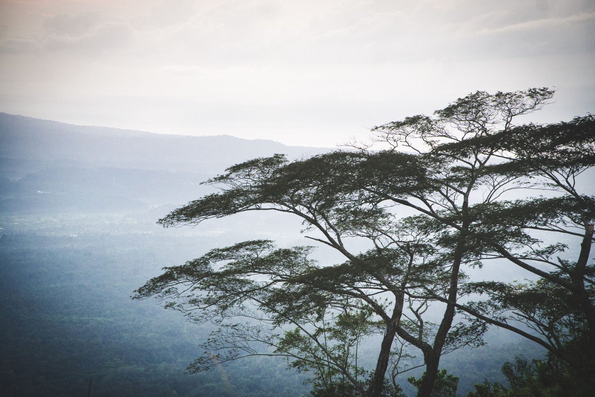 Tranquil mountain landscape with trees in Bali, Indonesia, shrouded in mist and soft light.