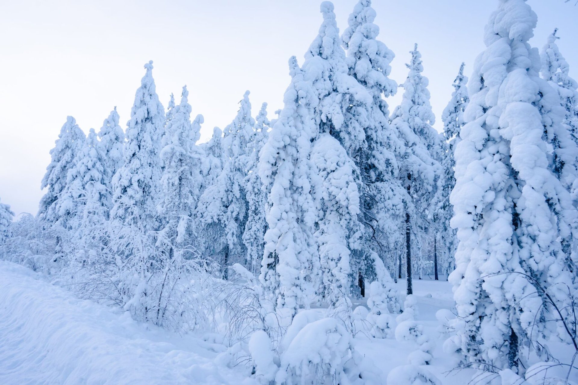 A pristine winter forest blanketed in snow captures the serene beauty of Lapland, Finland.