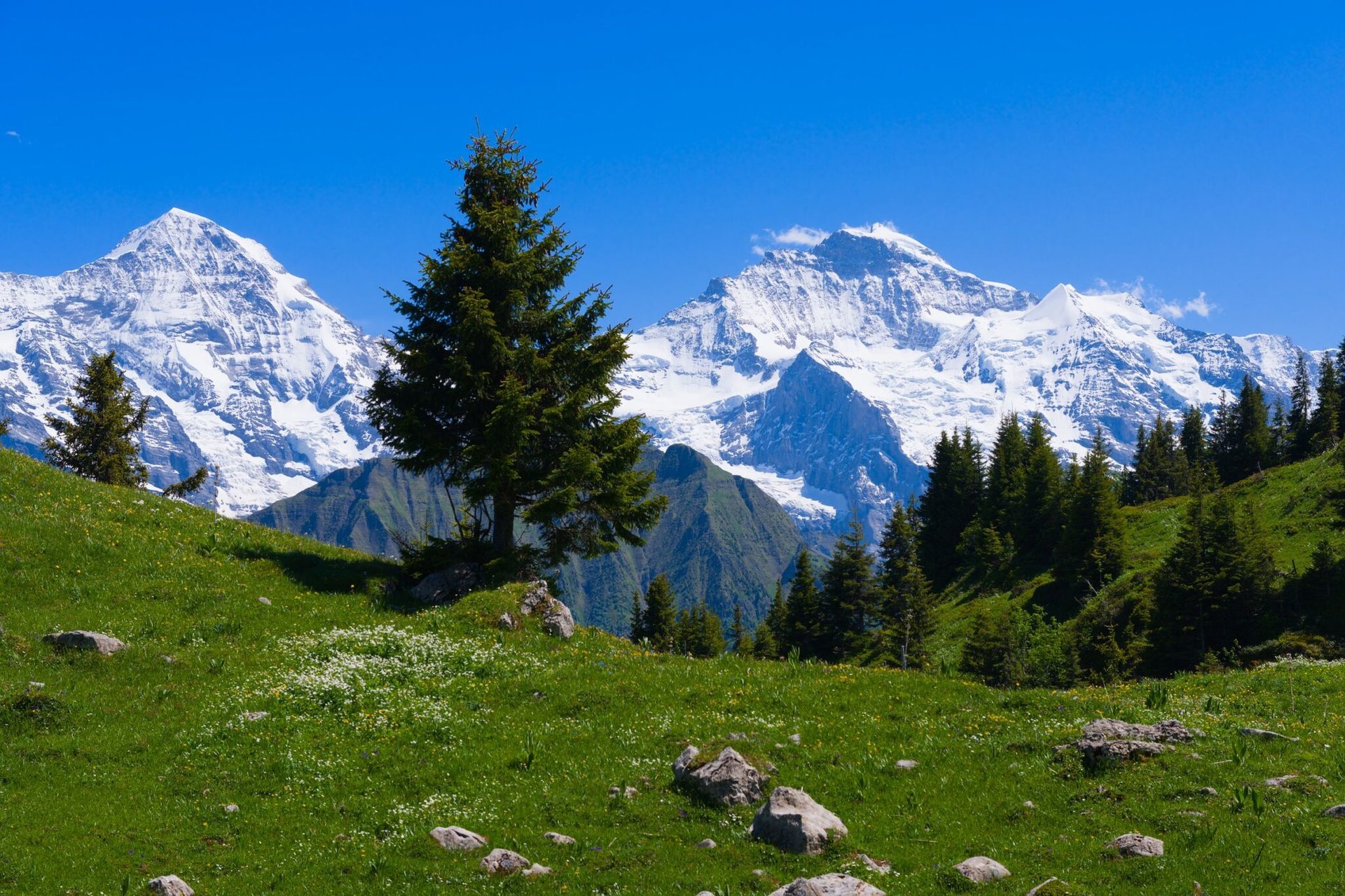 Breathtaking view of snow-capped Jungfrau mountains with lush green foreground in Swiss Alps.