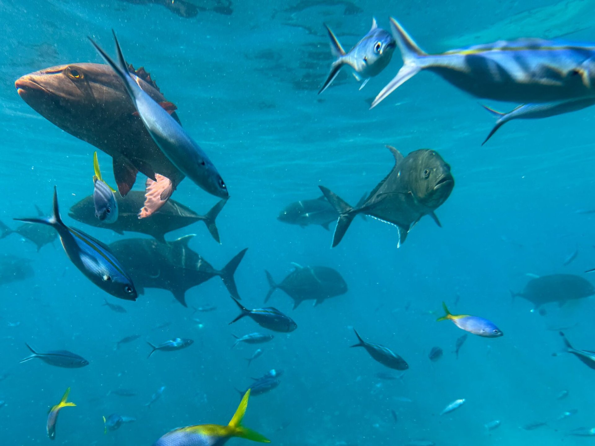 Vibrant underwater scene featuring various tropical fish in the Great Barrier Reef.