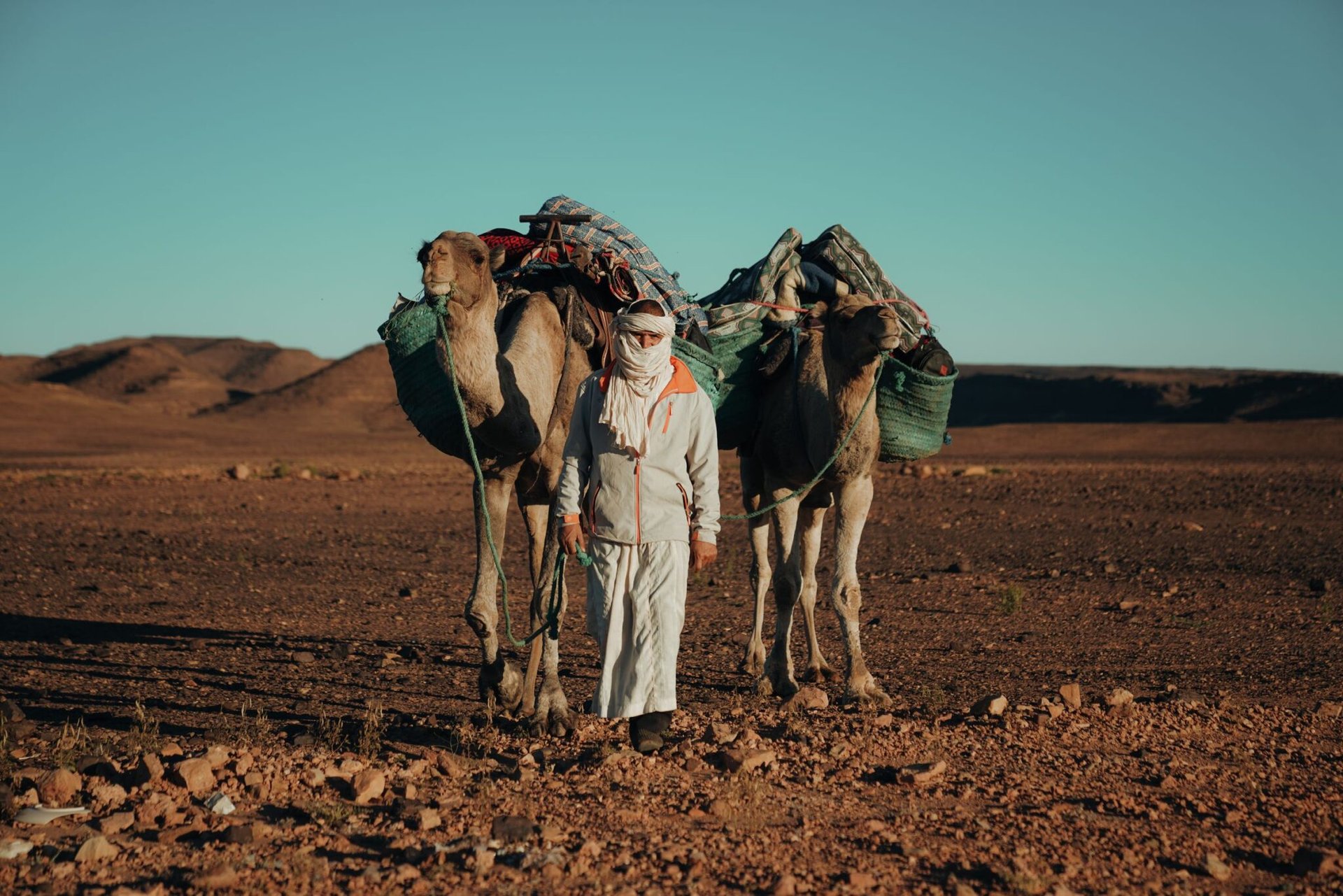 A man with camels in the expansive Sahara Desert, Morocco during the day, under clear blue skies.