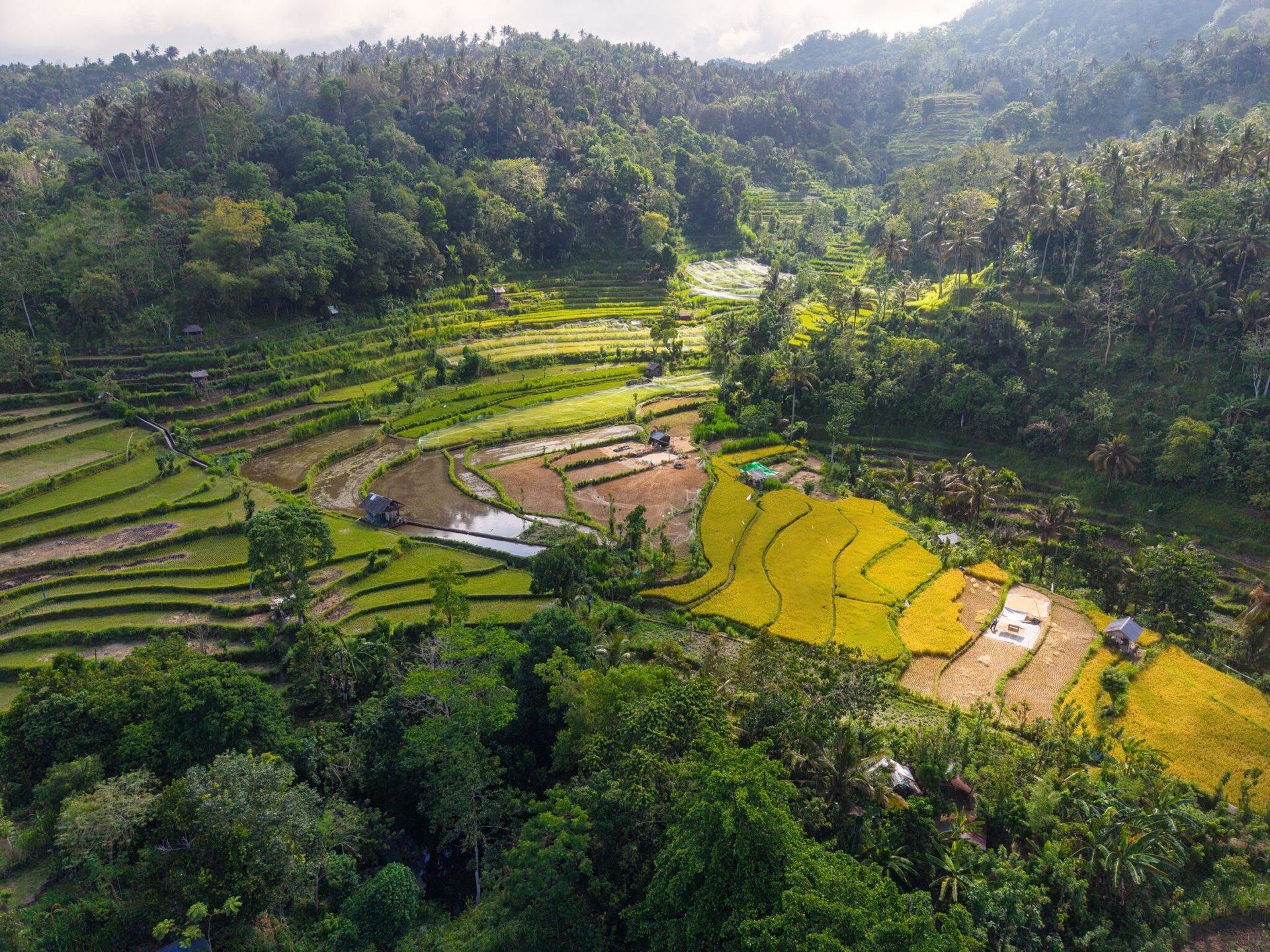 A stunning aerial view of vibrant rice terraces in Bali, Indonesia.