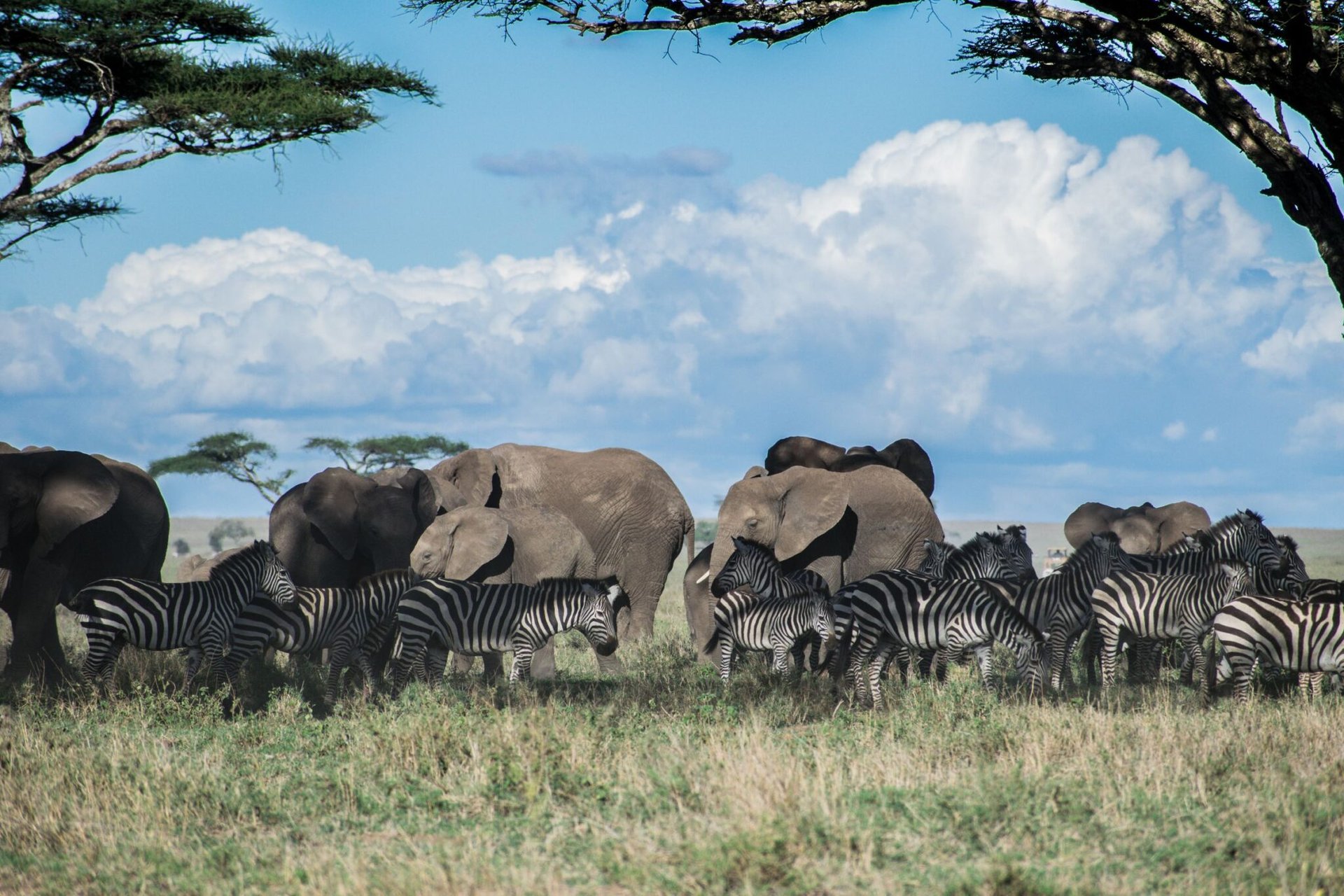 Elephants and zebras grazing together under a blue sky in Serengeti, Tanzania.